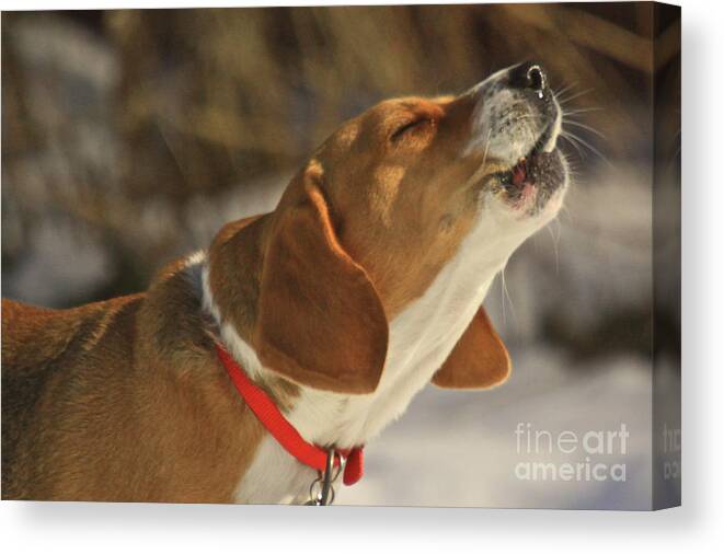 Dog Canvas Print featuring the photograph Singing In The Sun by Robert Pearson