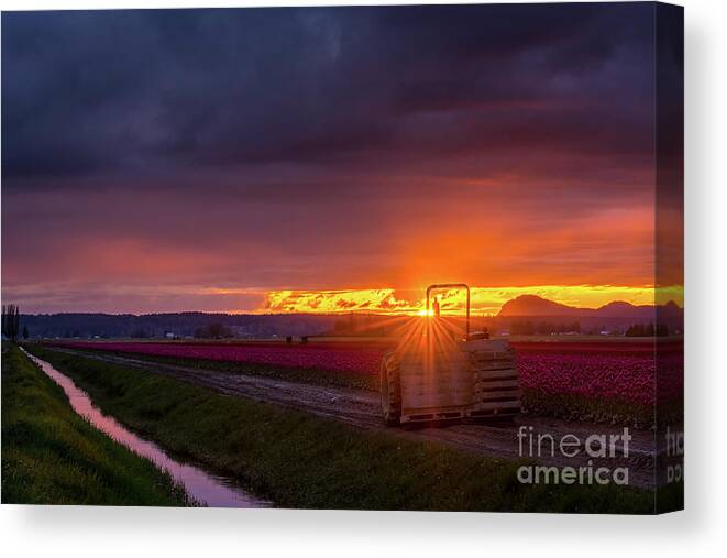 Farm Canvas Print featuring the photograph Skagit Valley Tractor Sunstar by Mike Reid