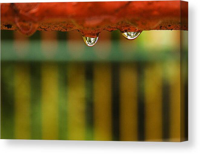 Drop Canvas Print featuring the photograph SKC 3263 Will they drop? by Sunil Kapadia