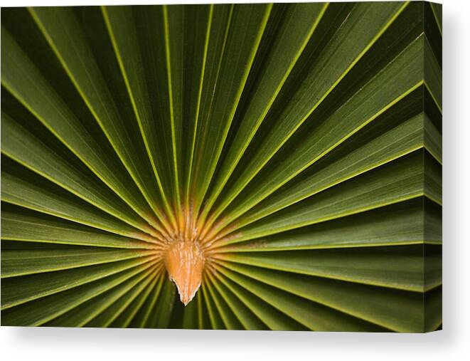 Folding Canvas Print featuring the photograph SKC 9959 Palm Spread by Sunil Kapadia