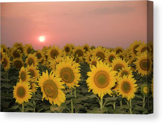 Sun Canvas Print featuring the photograph SKN 2179 Sunflower Landscape by Sunil Kapadia