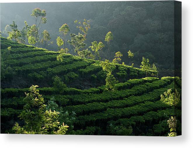 Agriculture Canvas Print featuring the photograph SKN 6705 Trees Playground. Color by Sunil Kapadia