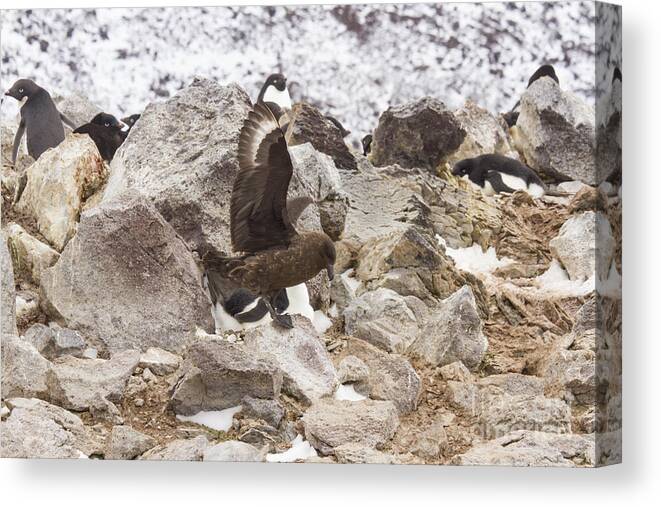 Adelie Canvas Print featuring the photograph Skua attacking adelie penguin rookery by Karen Foley