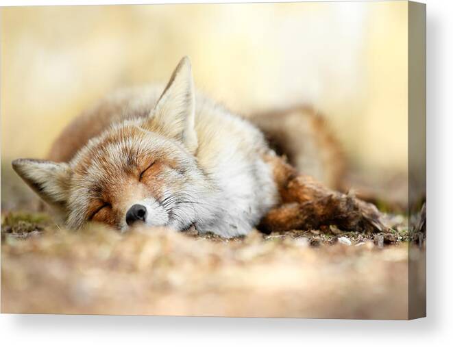 Red Fox Canvas Print featuring the photograph Sleeping Beauty -Red fox in rest by Roeselien Raimond
