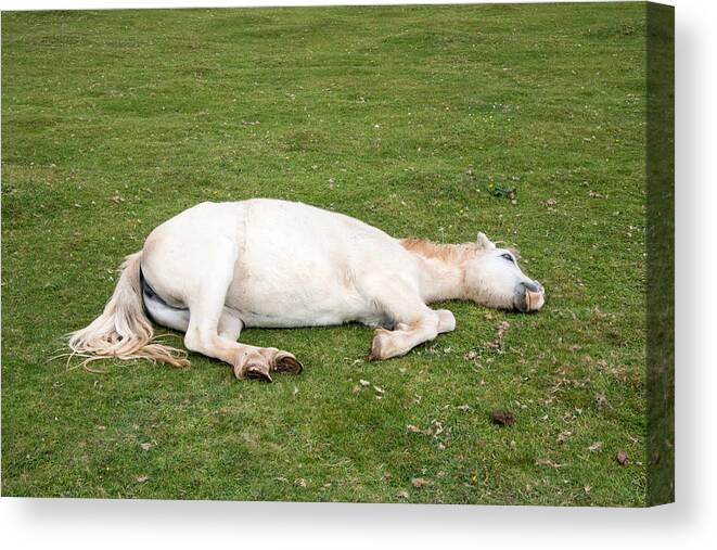 Horse Canvas Print featuring the photograph Sleeping Horse by Roy Pedersen