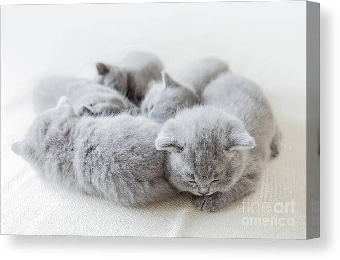 Pet Canvas Print featuring the photograph Sleeping little cats in a group. British shorthair. by Michal Bednarek