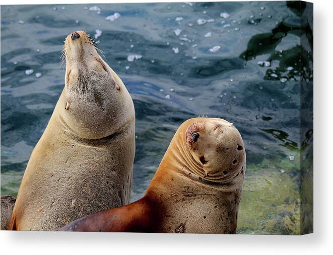 Sea Lions Canvas Print featuring the photograph Sleeping Sea Lions by Art Block Collections