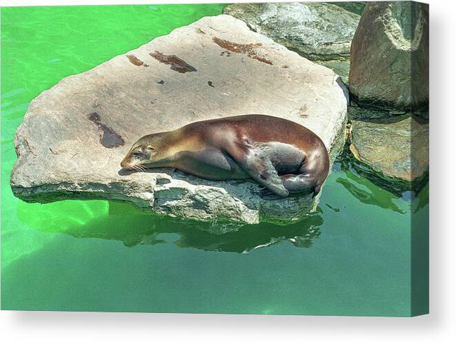 Animal Canvas Print featuring the photograph Sea Lion On A Rock by Tom Potter