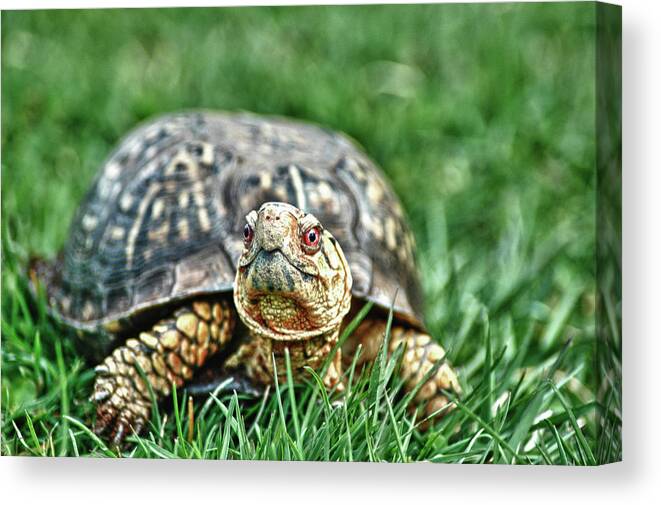 Box Turtle Canvas Print featuring the photograph Slow And Steady by Linda Pulvermacher