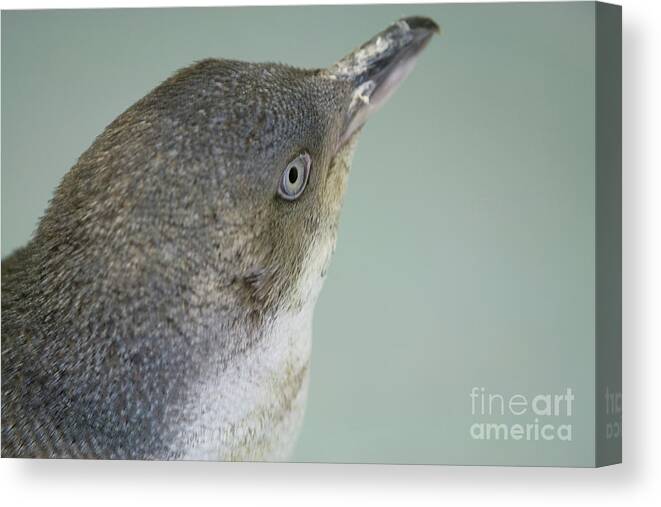 Penguin Canvas Print featuring the photograph Small blue penguin by Patricia Hofmeester