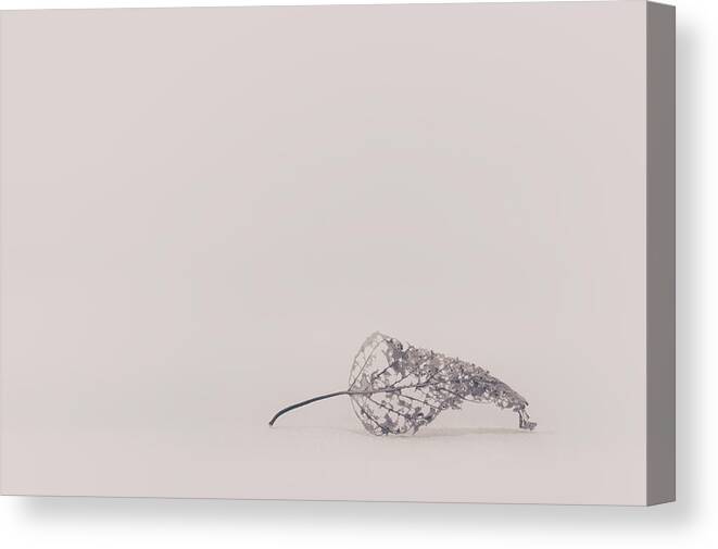 Leaf Canvas Print featuring the photograph Smallest Leaf by Scott Norris