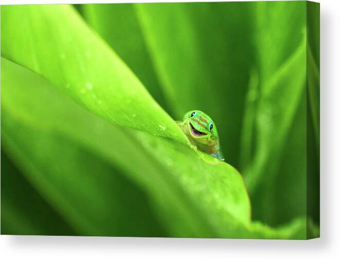 Gecko Canvas Print featuring the photograph Smiling Gecko by Christopher Johnson