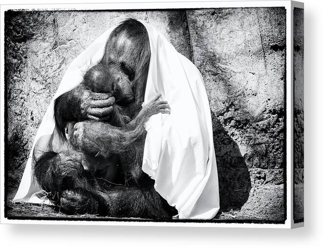 Crystal Yingling Canvas Print featuring the photograph Smooches by Ghostwinds Photography