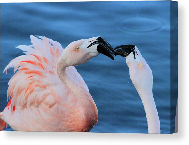Flamingo Canvas Print featuring the photograph Smooches by Shoal Hollingsworth