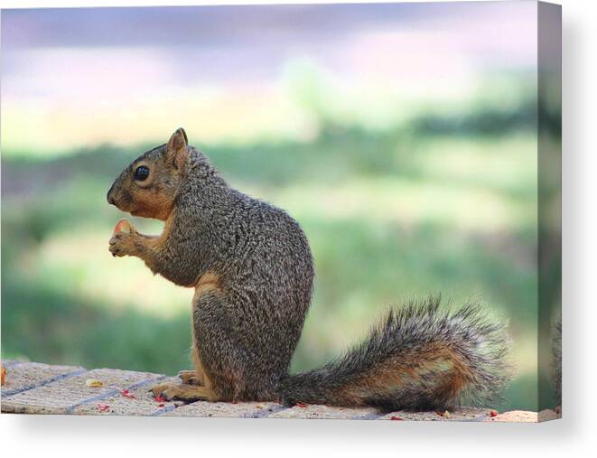 Squirrel Canvas Print featuring the photograph Snack Time by Colleen Cornelius