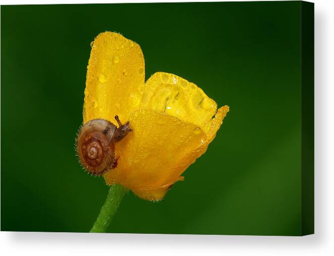 Snail Canvas Print featuring the photograph Snail 2 by Yuri Peress