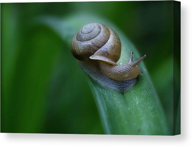 Snail Canvas Print featuring the photograph Snail In The Morning by Mike Eingle