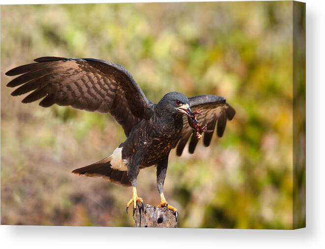 Snail Kite Canvas Print featuring the photograph Snail Kite with Crab in Pantanal by Aivar Mikko