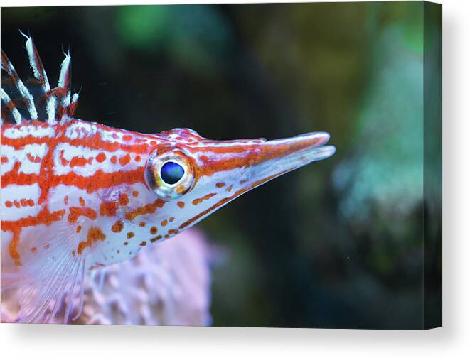 Hawkfish Canvas Print featuring the photograph Snooty the Hawkfish by Jim Zablotny