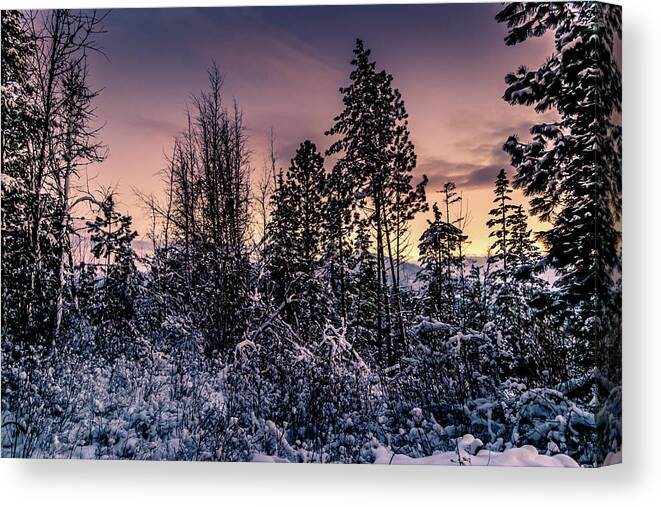 Photograph Canvas Print featuring the photograph Snow Covered Pine Trees by Lester Plank