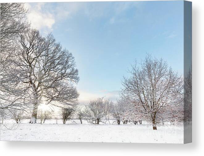 Snow Canvas Print featuring the photograph Snow covered tree line with early morning sunrise by Simon Bratt