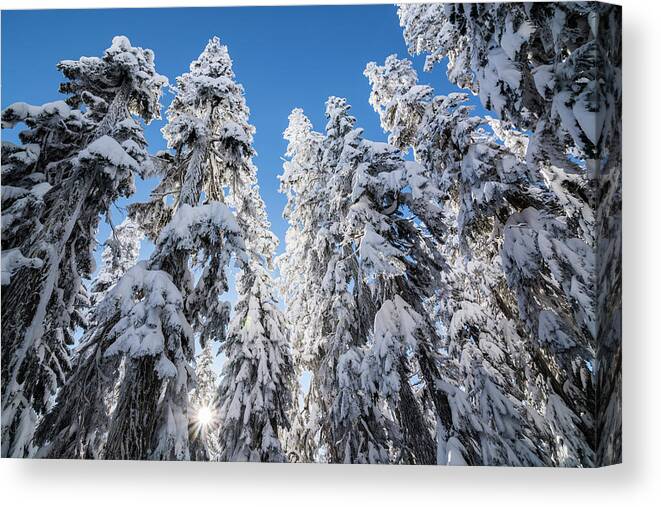 Tree Canvas Print featuring the photograph Snow Covered Trees 3 by Pelo Blanco Photo