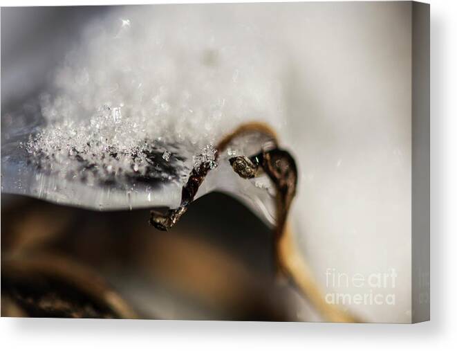 Winter Canvas Print featuring the photograph Snow Cryrstals by JT Lewis