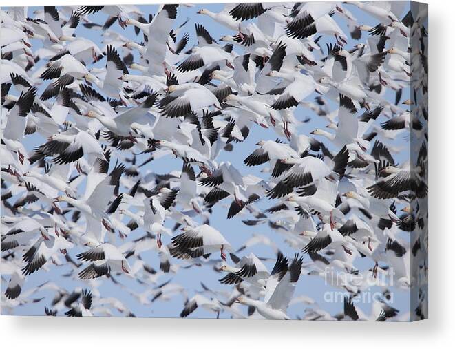 Snow Geese Canvas Print featuring the photograph Snow Geese by Alyce Taylor