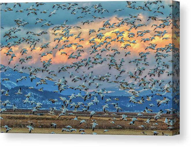 California Canvas Print featuring the photograph Snow Geese and Clouds by Marc Crumpler
