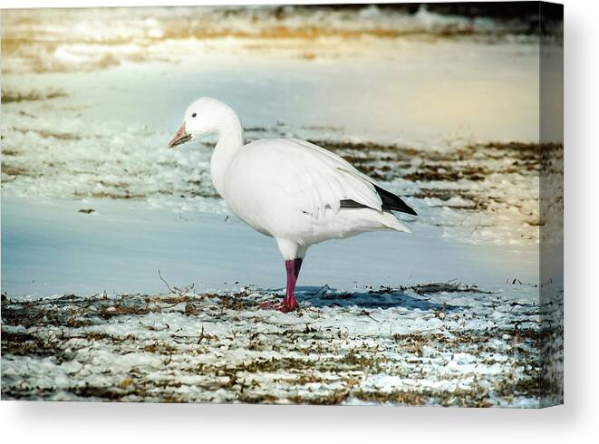 Animal Canvas Print featuring the photograph Snow Goose - Frozen Field by Robert Frederick