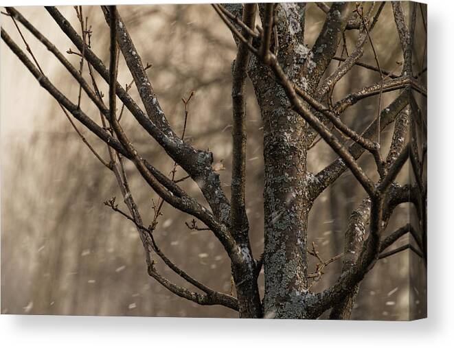 Snow In The Air Canvas Print featuring the photograph Snow in the Air - by Julie Weber