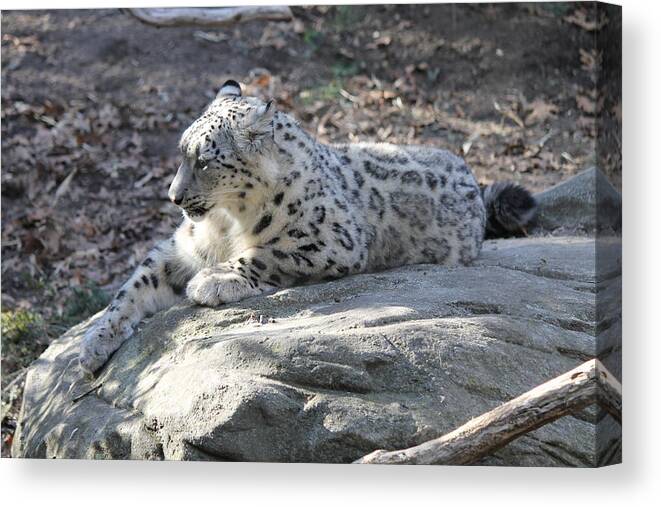 Leopard Canvas Print featuring the photograph Snow-Leopard by Cynthia Kirby