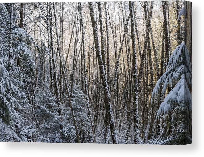 Snow Canvas Print featuring the photograph Snow on the Alders by Robert Potts