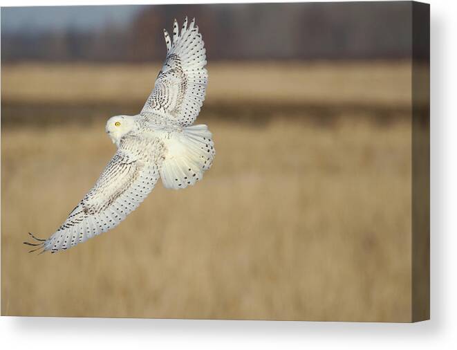 Snowy Owl Canvas Print featuring the photograph Snow Owl Flight 2 by Brook Burling