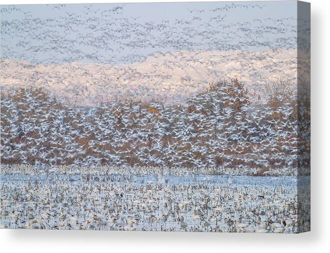 Snow Canvas Print featuring the photograph Snow Storm by Nick Kalathas