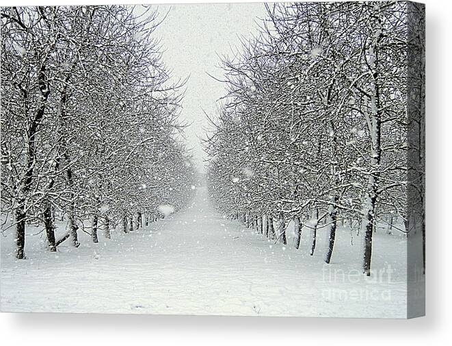 Trees Canvas Print featuring the photograph Snow Trees by Andy Thompson