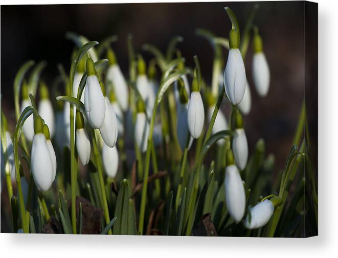  Canvas Print featuring the photograph Snowdrops by Dan Hefle