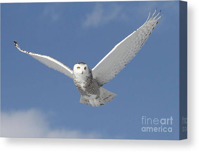 Owl Canvas Print featuring the photograph Snowy Angel by Heather King