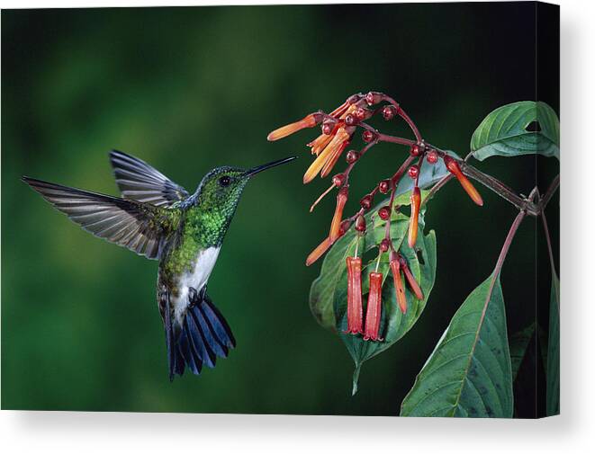00510243 Canvas Print featuring the photograph Snowy-Bellied Hummingbird Costa Rica by Michael and Patricia Fogden