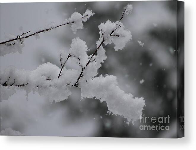 Snowy Canvas Print featuring the photograph Snowy Branch by Leone Lund