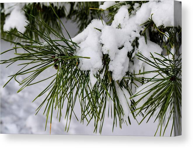 Snow Canvas Print featuring the photograph Snowy Branch by Nicole Lloyd