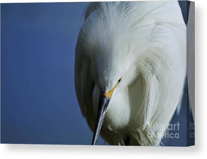 Snowy Egret Canvas Print featuring the photograph Snowy Close Up by Julie Adair