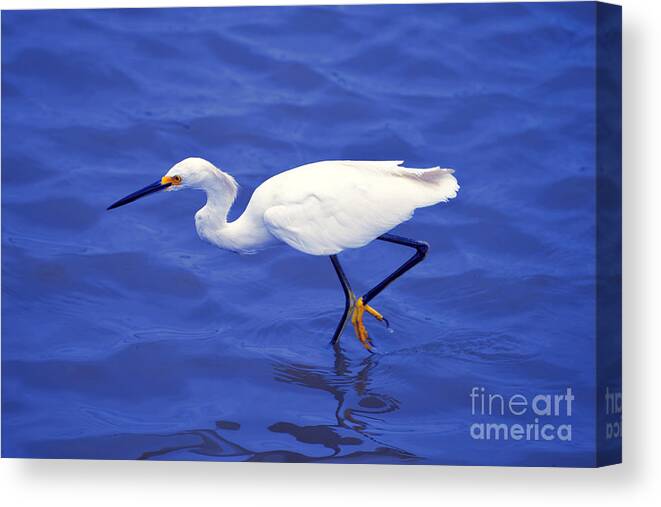 Snowy Egret Canvas Print featuring the photograph Snowy Egret 1 by Bill Holkham