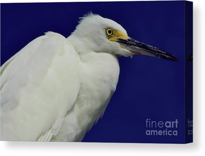 Snowy Egret Canvas Print featuring the photograph Snowy Egret Beauty by D Hackett
