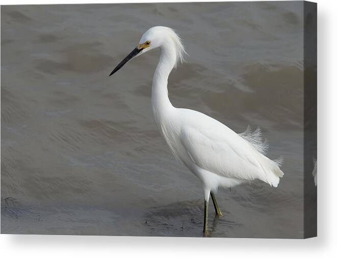 Port Lavaca Canvas Print featuring the photograph Snowy Egret by JG Thompson