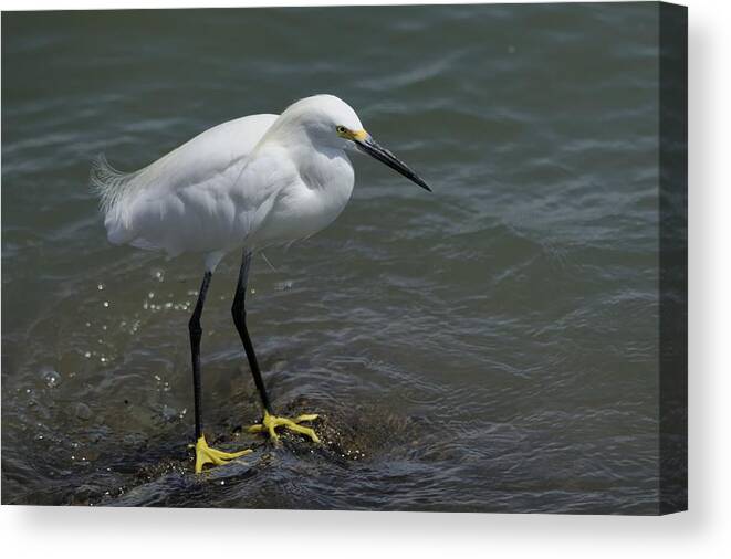 Egret Canvas Print featuring the photograph Snowy Egret on Rock by Bradford Martin