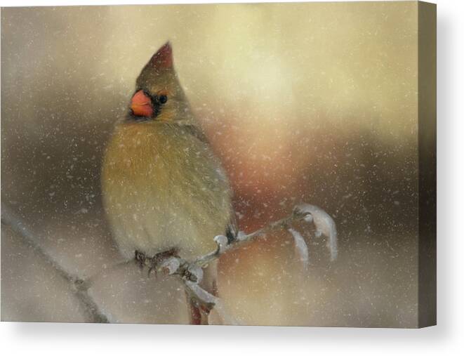 Animal Canvas Print featuring the photograph Snowy Female Cardinal by Lana Trussell
