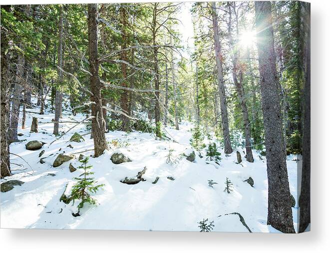 Backcountry Canvas Print featuring the photograph Snowy Forest Wilderness Playground by James BO Insogna
