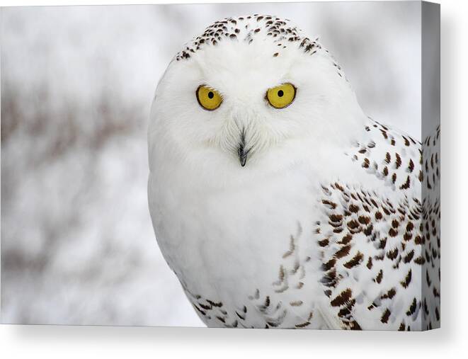 Owl Canvas Print featuring the photograph Snowy Owl by Angie Rea