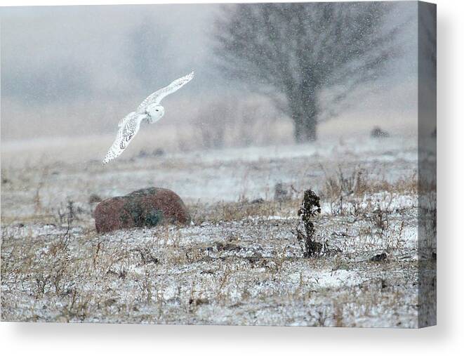 Rural Canvas Print featuring the photograph Snowy Owl in Flight 3 by Gary Hall